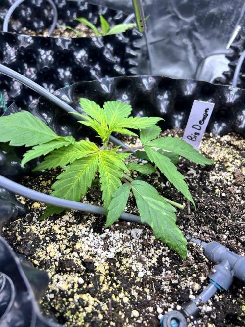 Big demon auto. Week 3