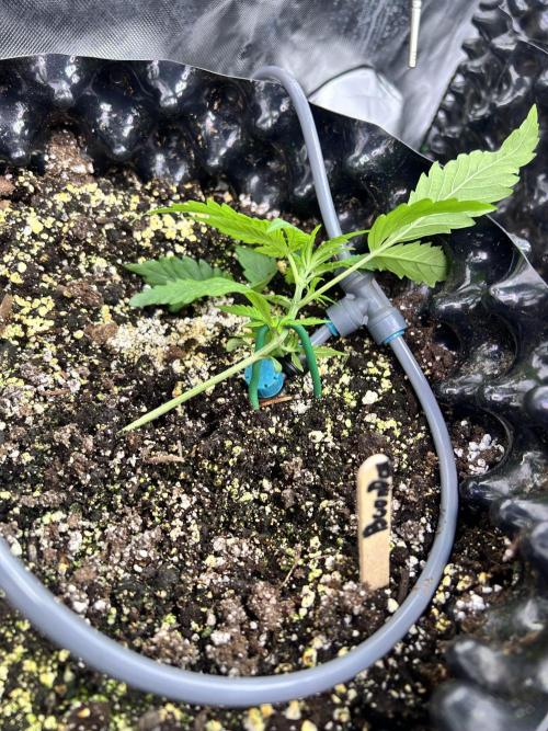 Boondox Glue #2. Week 3