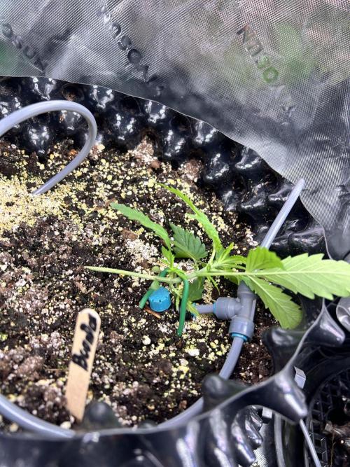 Boondox Glue #2. Week 3