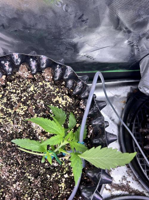 Boondox Glue #2. Week 3