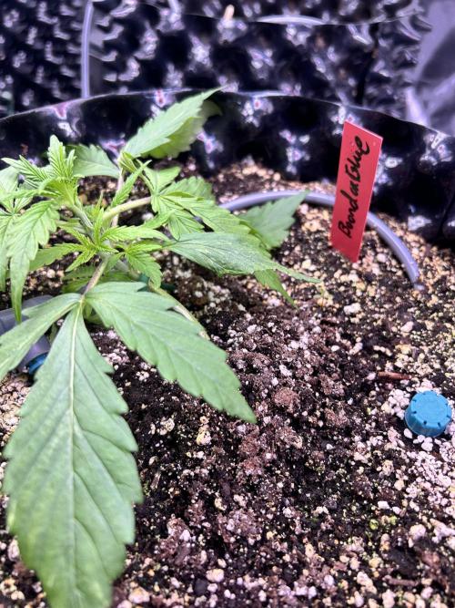 Boondox Glue. Week 3