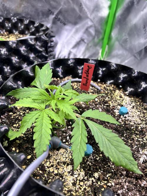 Boondox Glue. Week 3