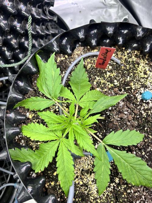 Boondox Glue. Week 3