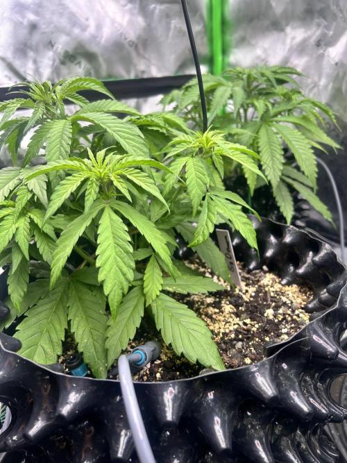 Big demon auto. Week 4