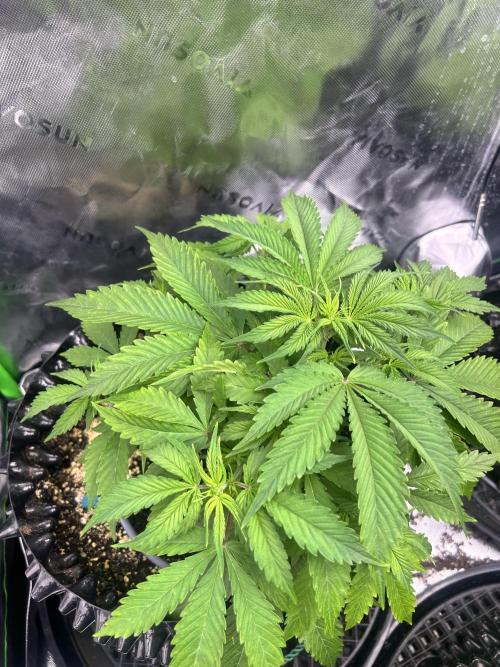 Big demon auto. Week 4