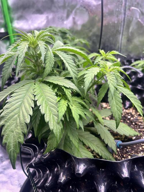 Big demon auto. Week 4