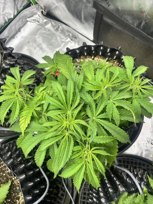 Boondox Glue. Week 4