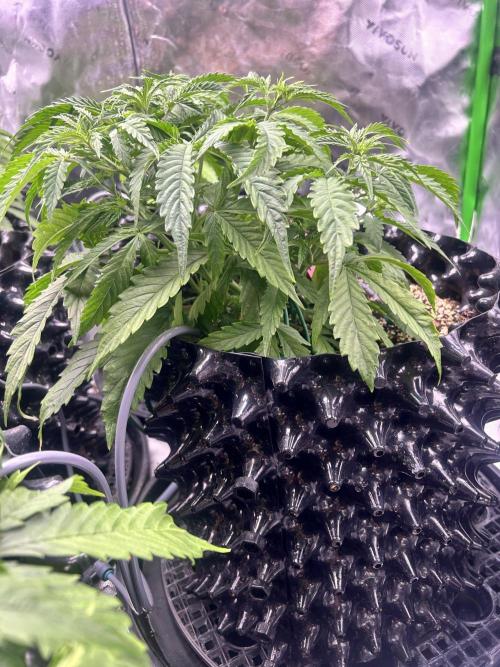 Boondox Glue. Week 4