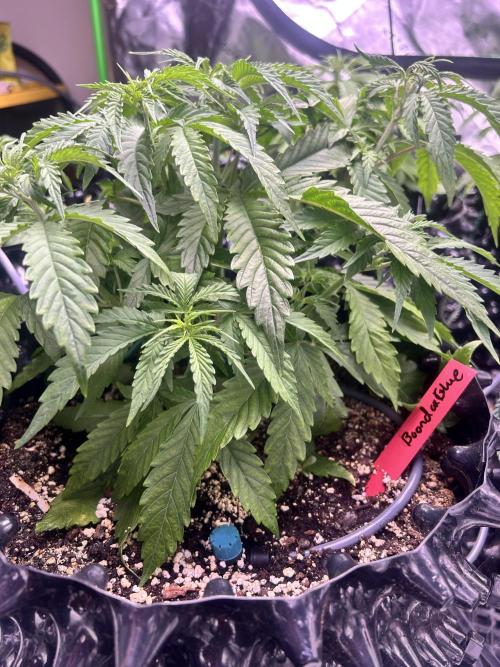 Boondox Glue. Week 4