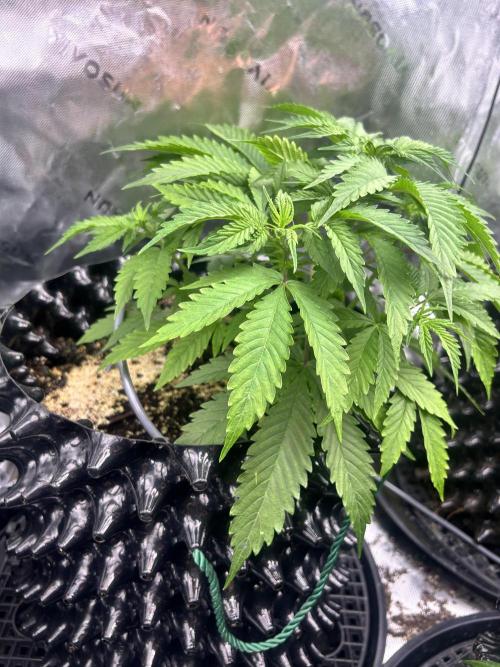 Boondox Glue #2. Week 4