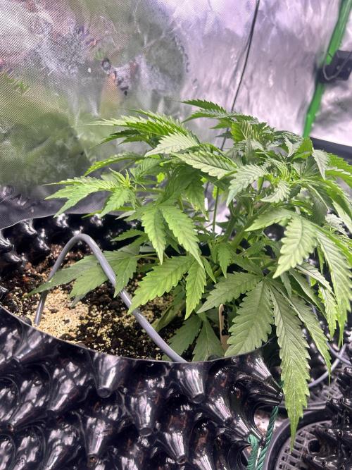 Boondox Glue #2. Week 4