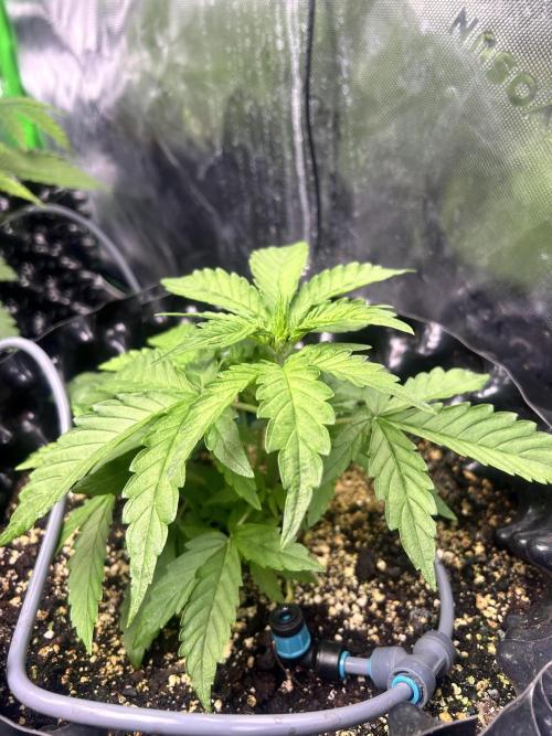 Boondox Glue #3. Week 4