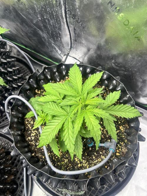 Boondox Glue #3. Week 4
