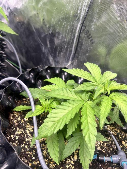 Boondox Glue #3. Week 4