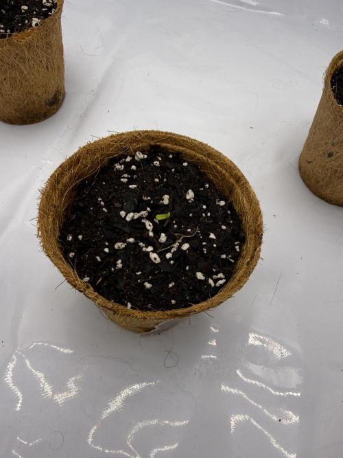 4’x8’ AI Control Tent: 5 Strains. Week 0 - Sprouted!