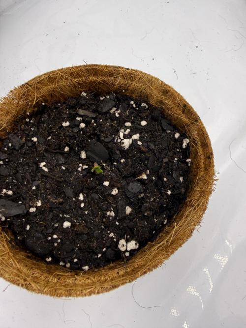 4’x8’ AI Control Tent: 5 Strains. Week 0 - Sprouted!