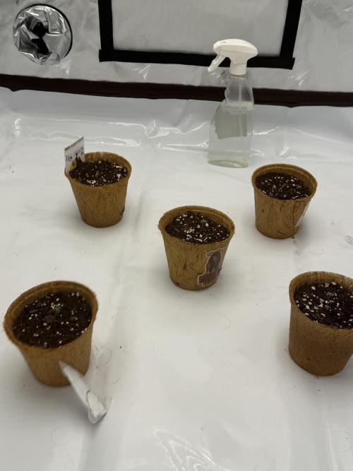 4’x8’ AI Control Tent: 5 Strains. Week 0 - Setup under the light!