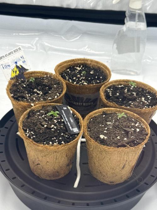 4’x8’ AI Control Tent: 5 Strains. Week 0 - Another closeup