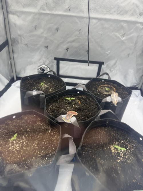 4’x8’ AI Control Tent: 5 Strains. Week 1