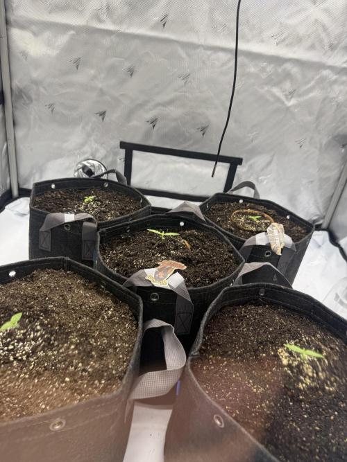 4’x8’ AI Control Tent: 5 Strains. Week 1