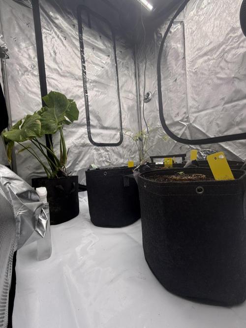 4’x8’ AI Control Tent: 5 Strains. Week 1