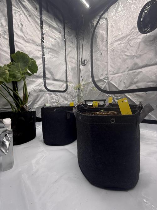 4’x8’ AI Control Tent: 5 Strains. Week 1