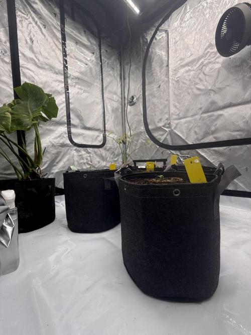 4’x8’ AI Control Tent: 5 Strains. Week 1