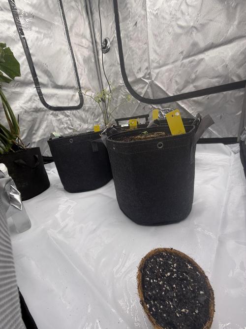 4’x8’ AI Control Tent: 5 Strains. Week 1