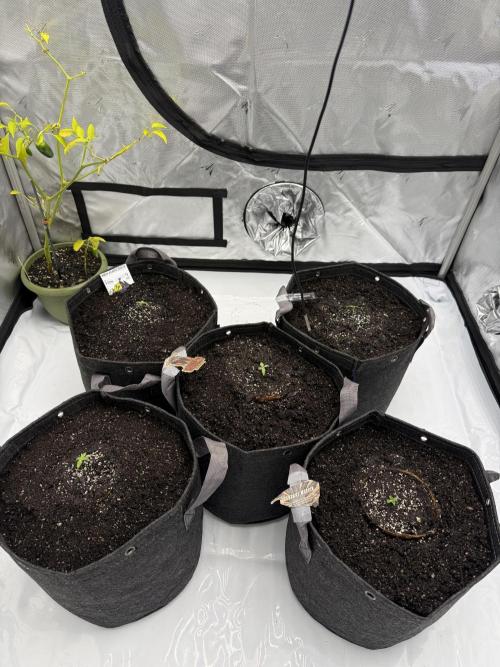 4’x8’ AI Control Tent: 5 Strains. Week 1