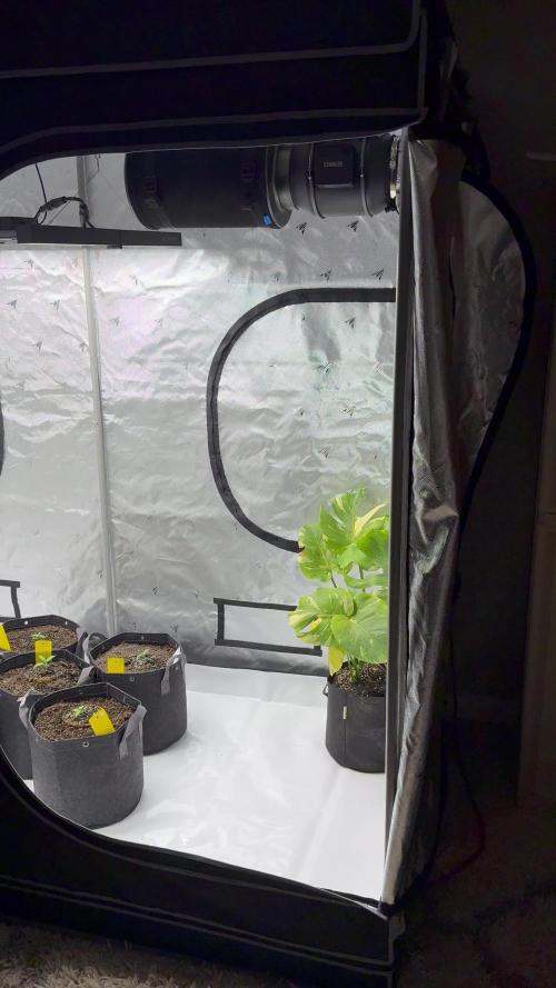 4’x8’ AI Control Tent: 5 Strains