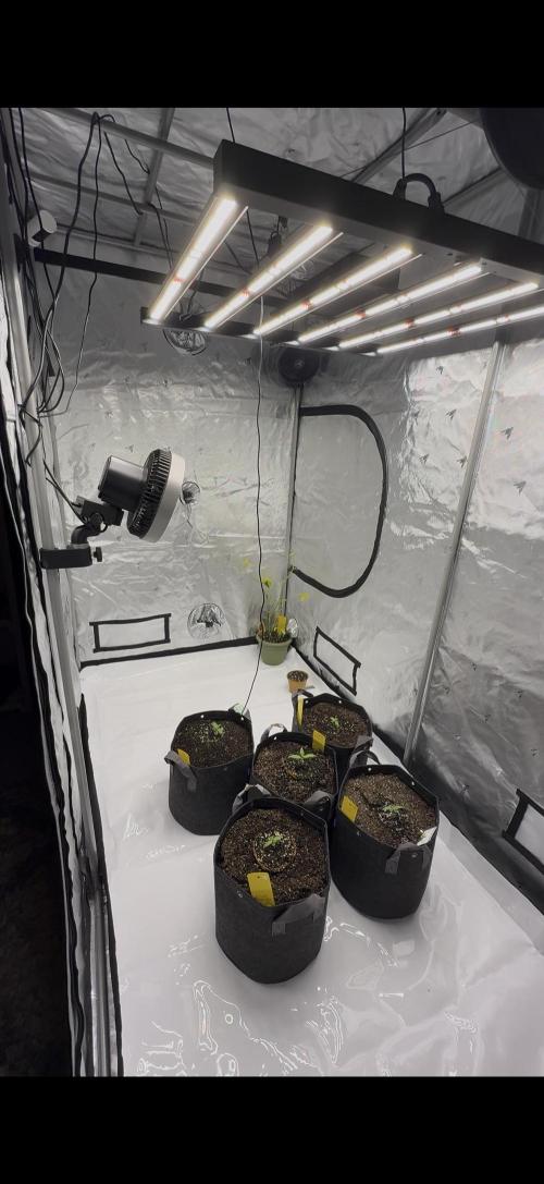 4’x8’ AI Control Tent: 5 Strains. Week 1