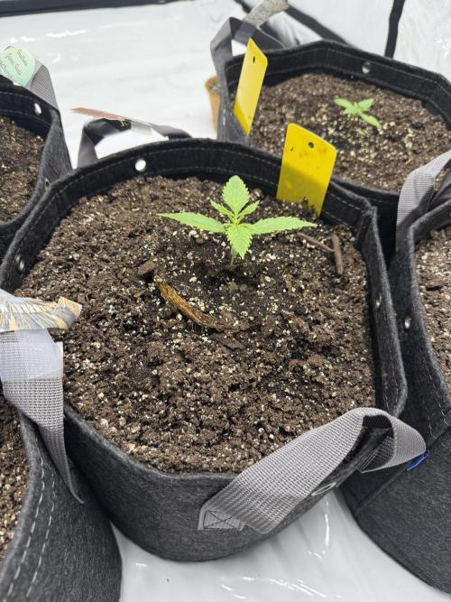 4’x8’ AI Control Tent: 5 Strains. Week 1