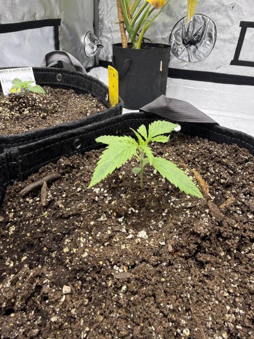 4’x8’ AI Control Tent: 5 Strains. Week 1