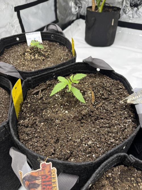 4’x8’ AI Control Tent: 5 Strains. Week 1