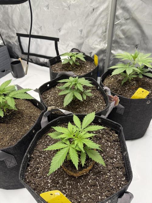 4’x8’ AI Control Tent: 5 Strains. Week 2 - Week 2 Day 6