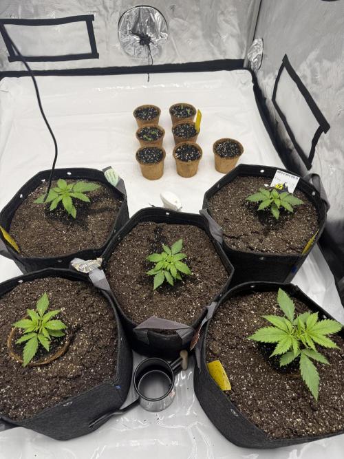4’x8’ AI Control Tent: 5 Strains. Week 2