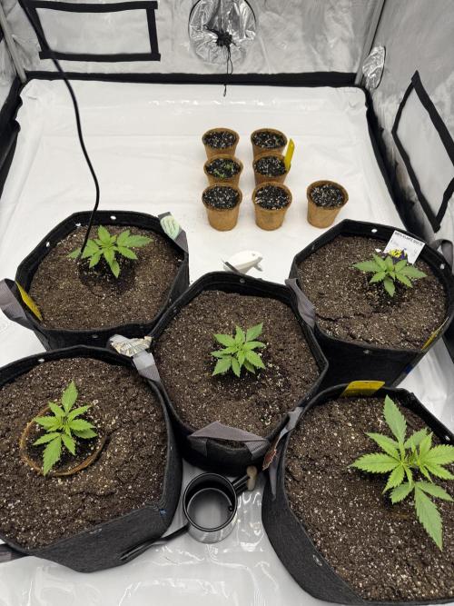 4’x8’ AI Control Tent: 5 Strains. Week 2