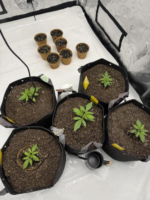 4’x8’ AI Control Tent: 5 Strains. Week 2