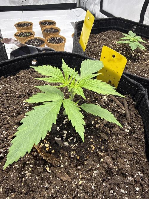 4’x8’ AI Control Tent: 5 Strains. Week 2