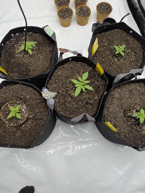 4’x8’ AI Control Tent: 5 Strains. Week 2