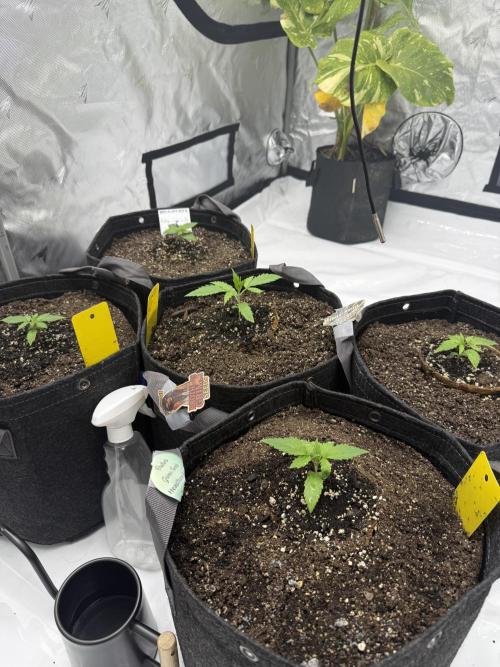 4’x8’ AI Control Tent: 5 Strains. Week 2