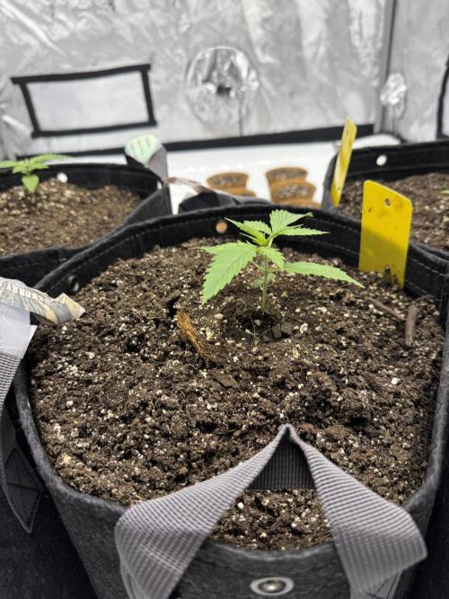 4’x8’ AI Control Tent: 5 Strains. Week 2