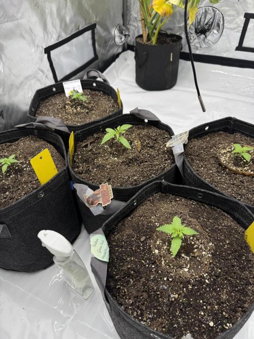 4’x8’ AI Control Tent: 5 Strains. Week 2