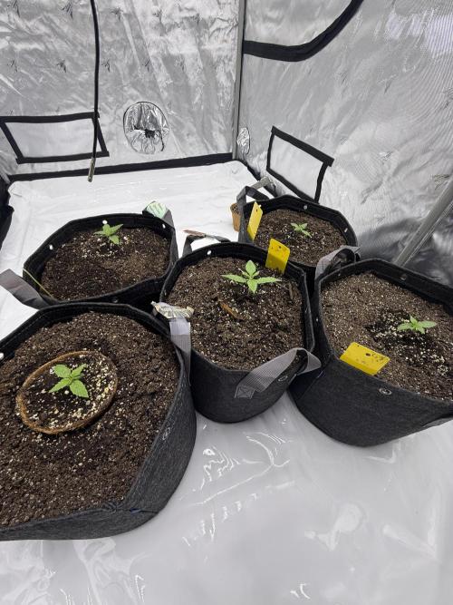 4’x8’ AI Control Tent: 5 Strains. Week 2