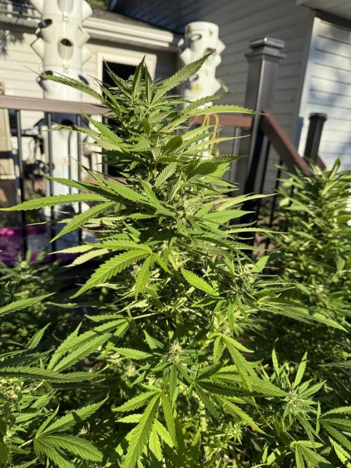 Late Start, New App! Outdoor x5. Week 24
