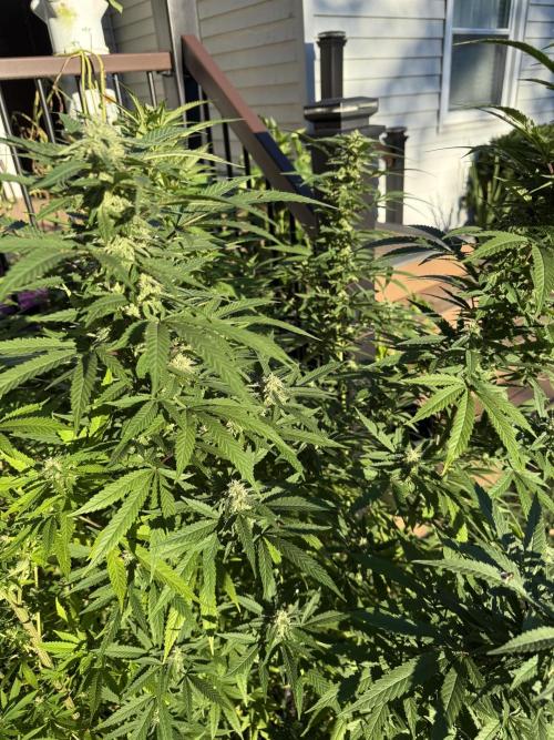 Late Start, New App! Outdoor x5. Week 24