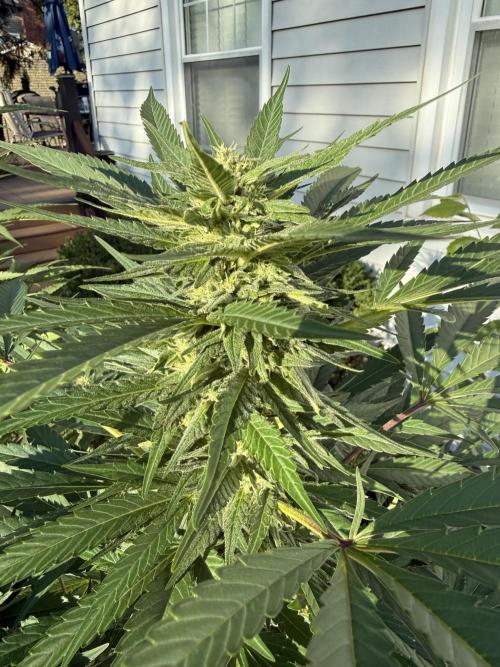 Late Start, New App! Outdoor x5. Week 25 - Blueberry Muffin