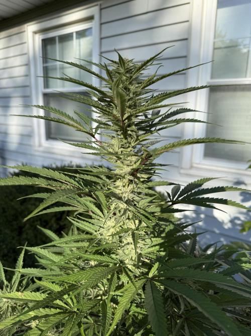 Late Start, New App! Outdoor x5. Week 25 - Genius Juice x C99
