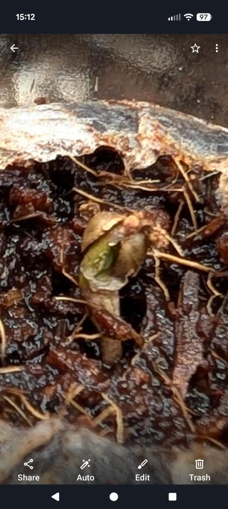 Banana Purple Punch Auto 12-06-25. Week 0