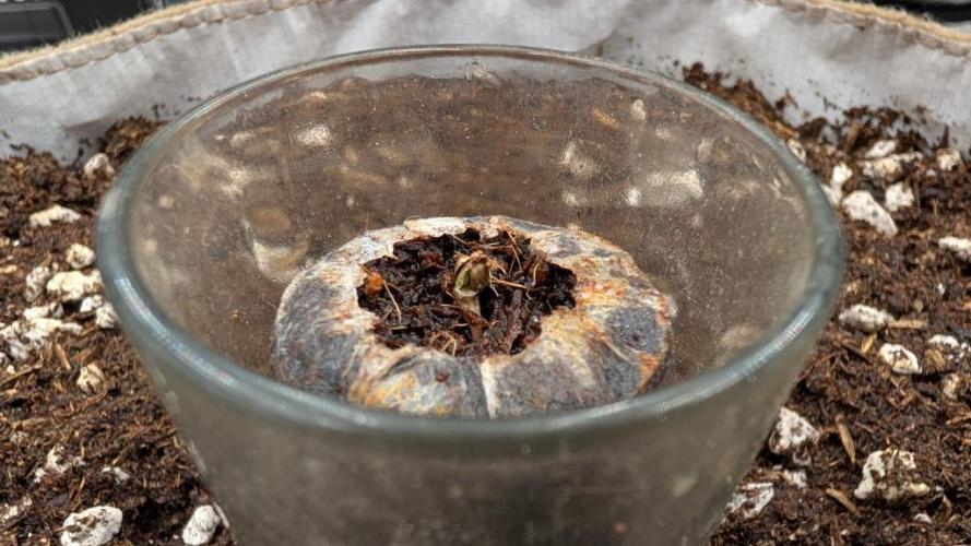 Banana Purple Punch Auto 12-06-25. Week 0